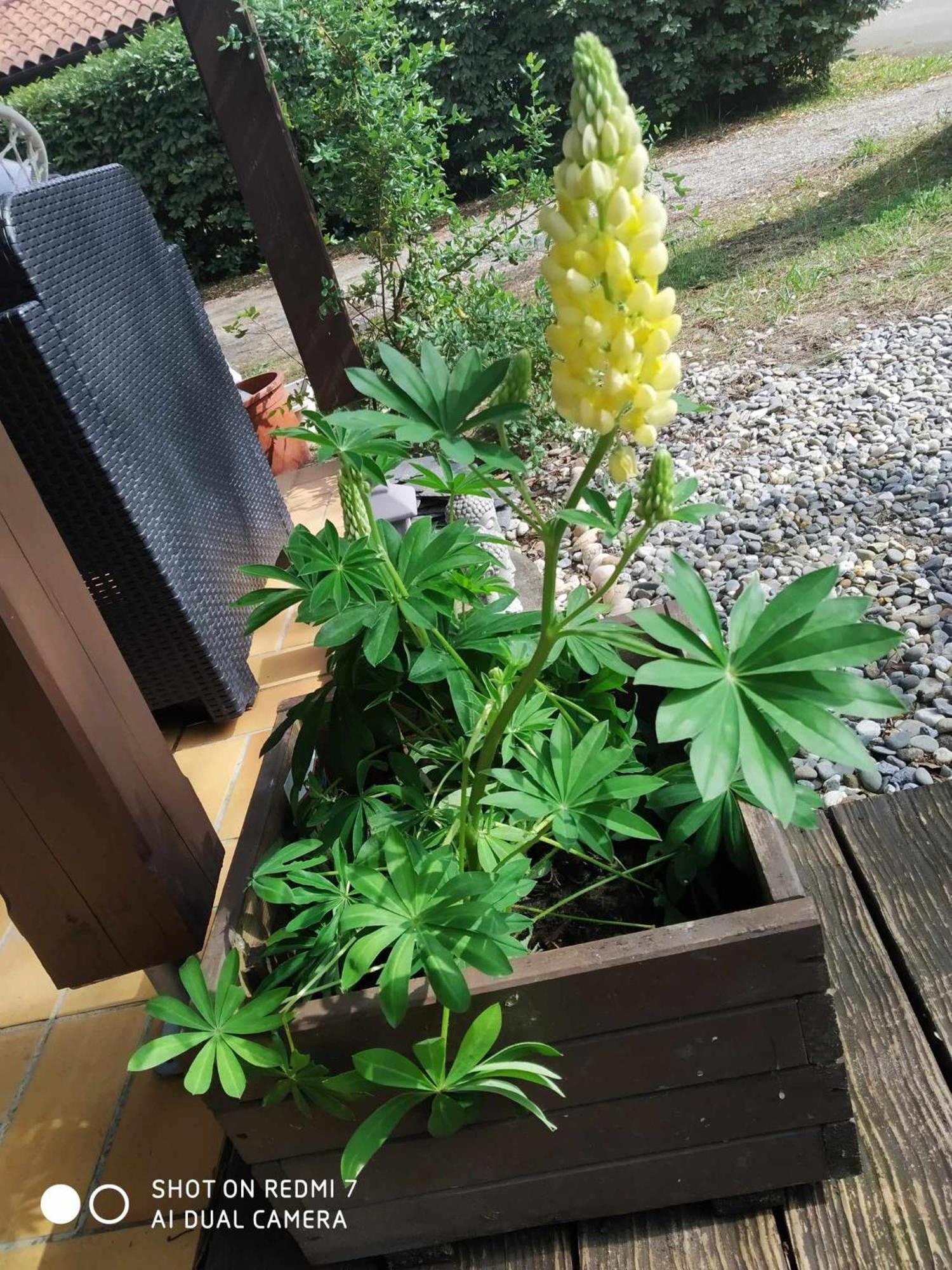 Chalet Camping Les Vignes Lit-et-Mixe Dış mekan fotoğraf